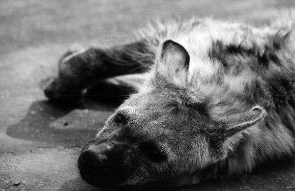 (18297)Hyena žíhaná