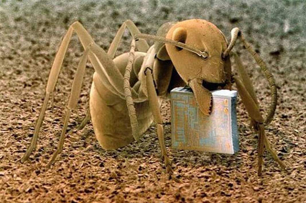 Mravenec Formica fusca s mikročipem