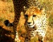 Gepard1
